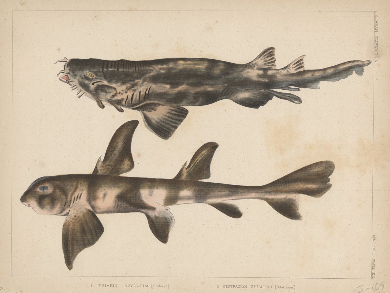 1. Triakis Scyllium，2。Cestracion Phillippi，1855 作者 帕特森