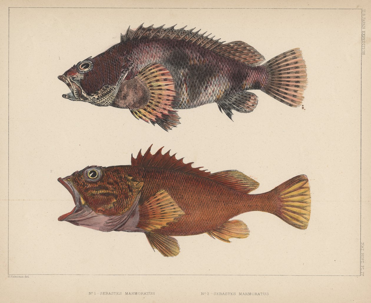 Sebastes Marmoratus，1855年 作者 帕特森