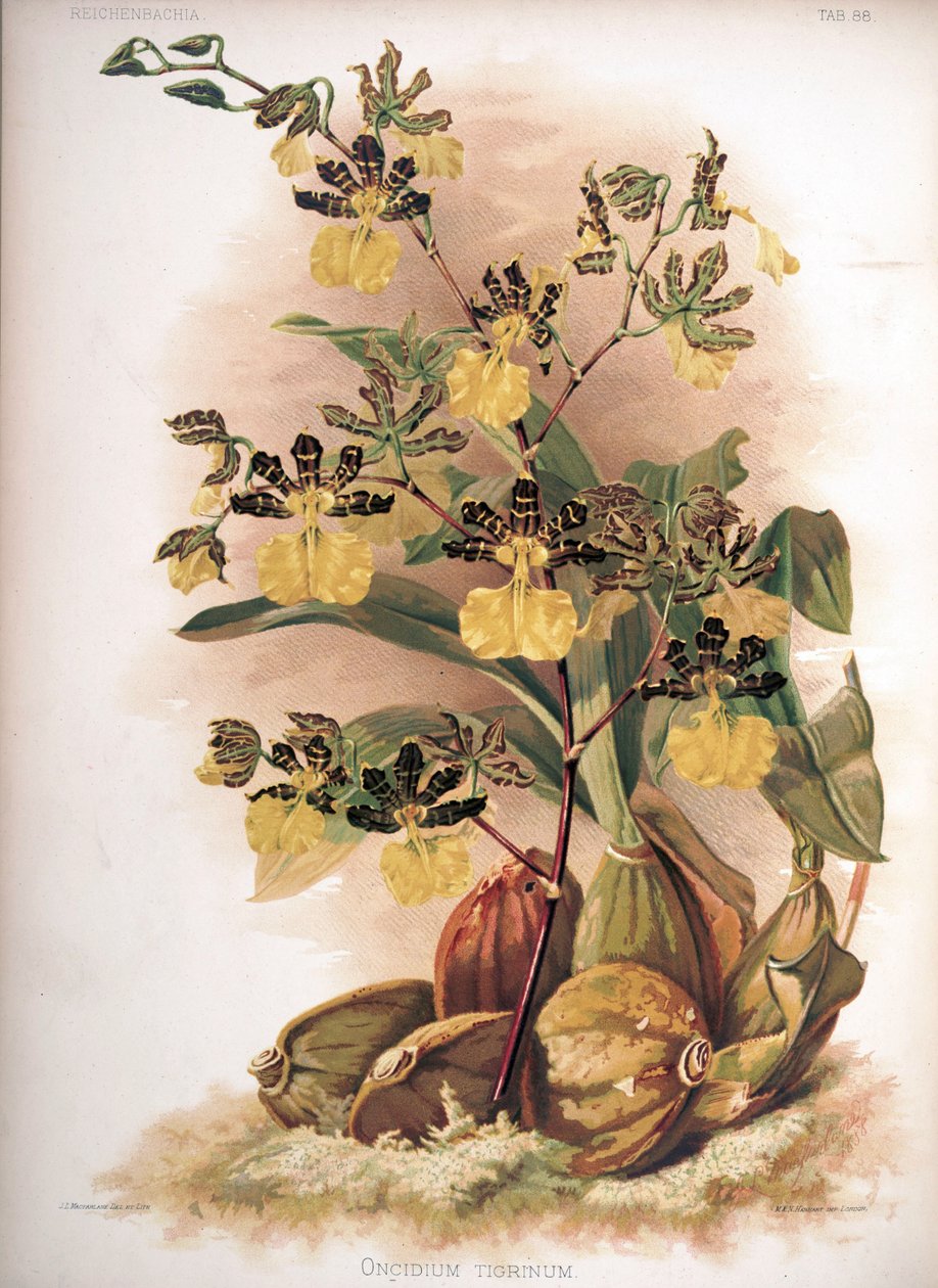 文心兰（Oncidium tigrinum） 作者 H. Sotheran and Co.