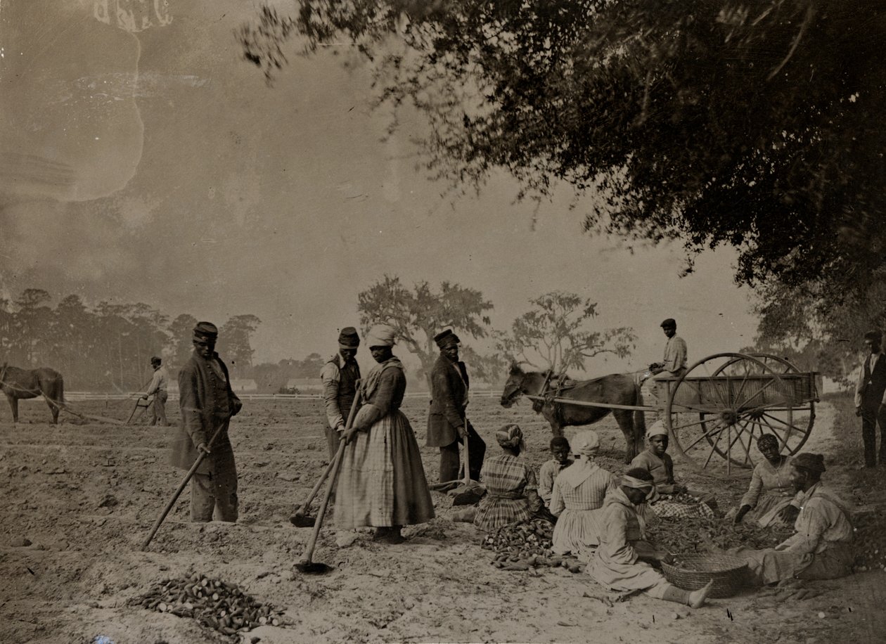 种植红薯，Hopkinsons种植园，南卡罗来纳州埃迪斯洛岛，1862年（bw照片） 作者 惠普摩尔