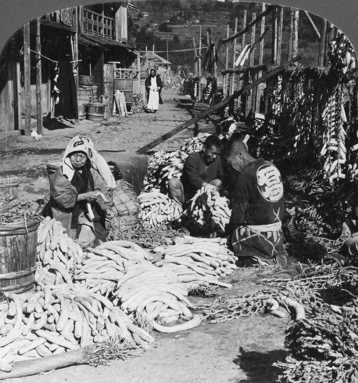 1906年，在日本热海市的海滨分类和包装萝卜萝卜 作者 HC白