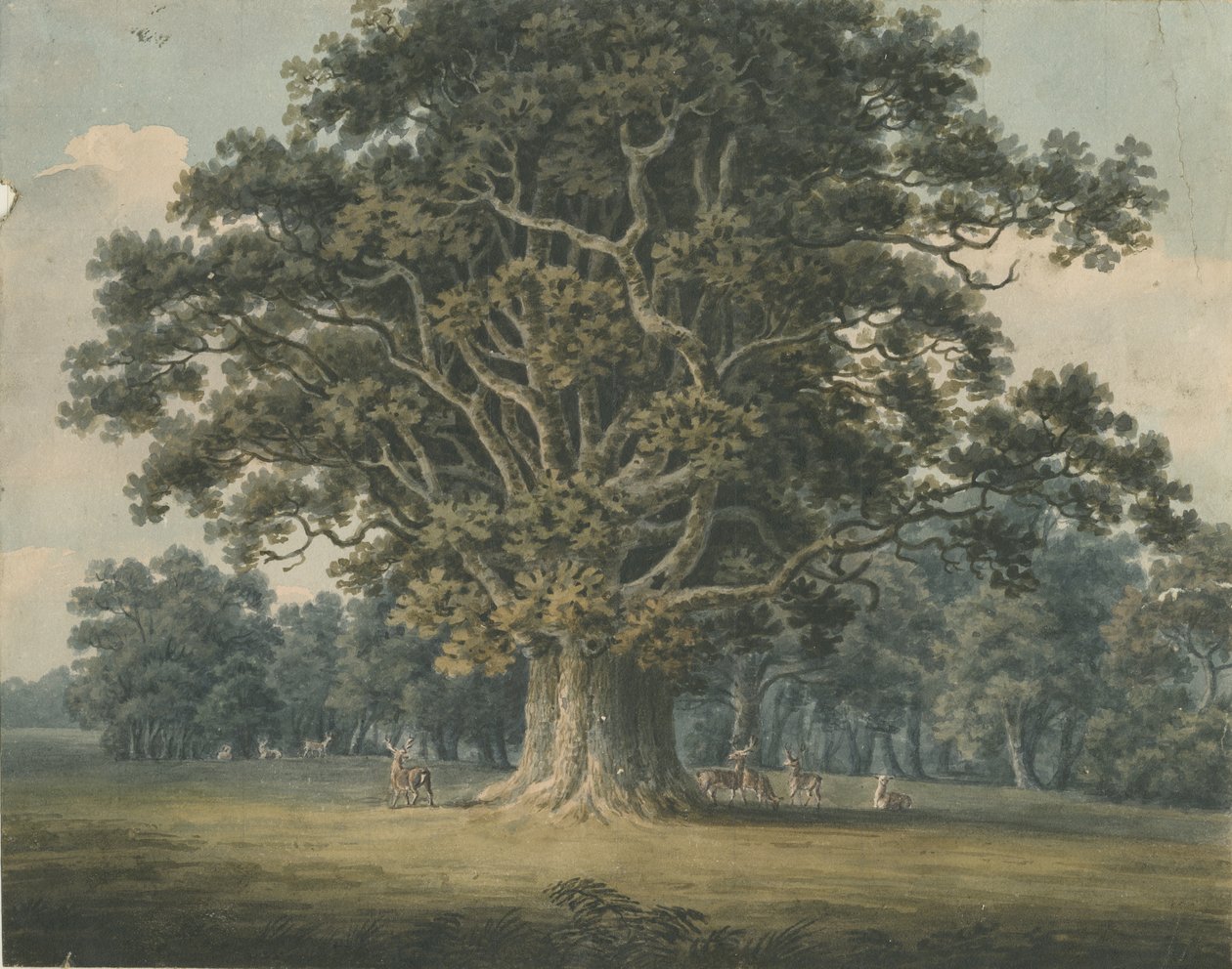 Needwood-Swilcar Oak：水彩画，nd [？19世纪初期] 作者 摩尔