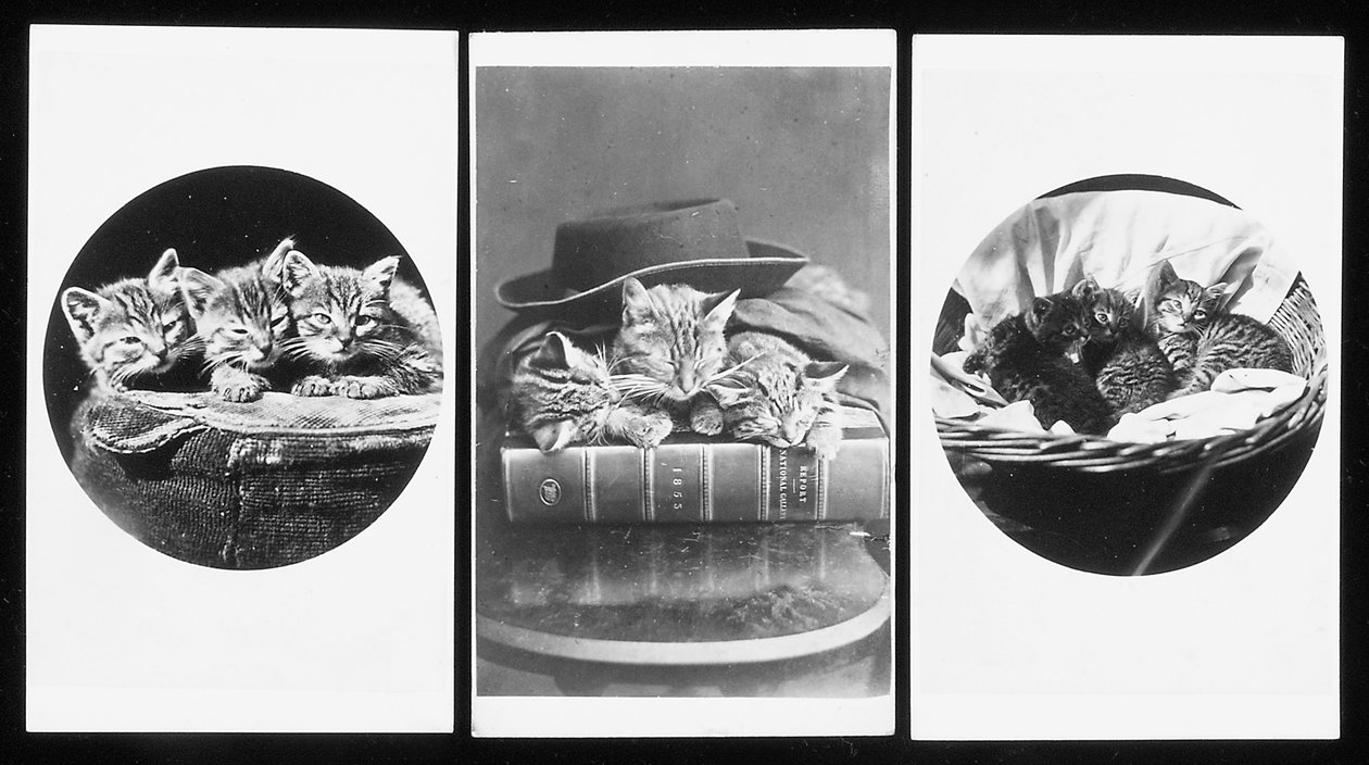 布莱顿猫，名片，1860年代 作者 H.指针