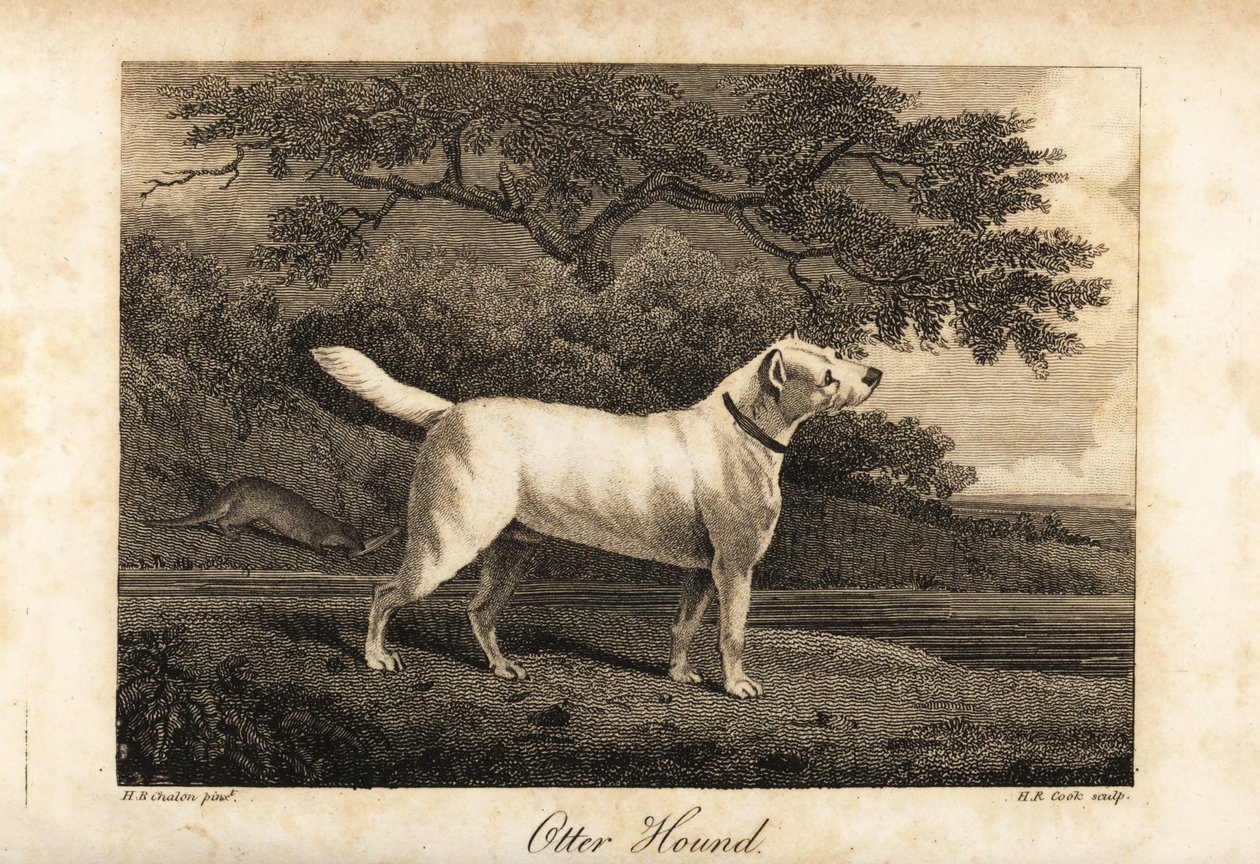 1812年，英国仅存的最后一只水獭猎犬的画像，其主人为Honor 作者 人力资源库克