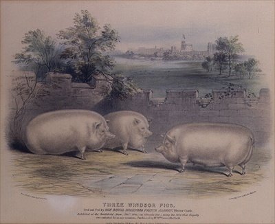 阿尔伯特王子在温莎城堡饲养的三只获奖猪，（由H.斯塔福德（fl.1829）雕刻 1843年 作者 斯特拉福德