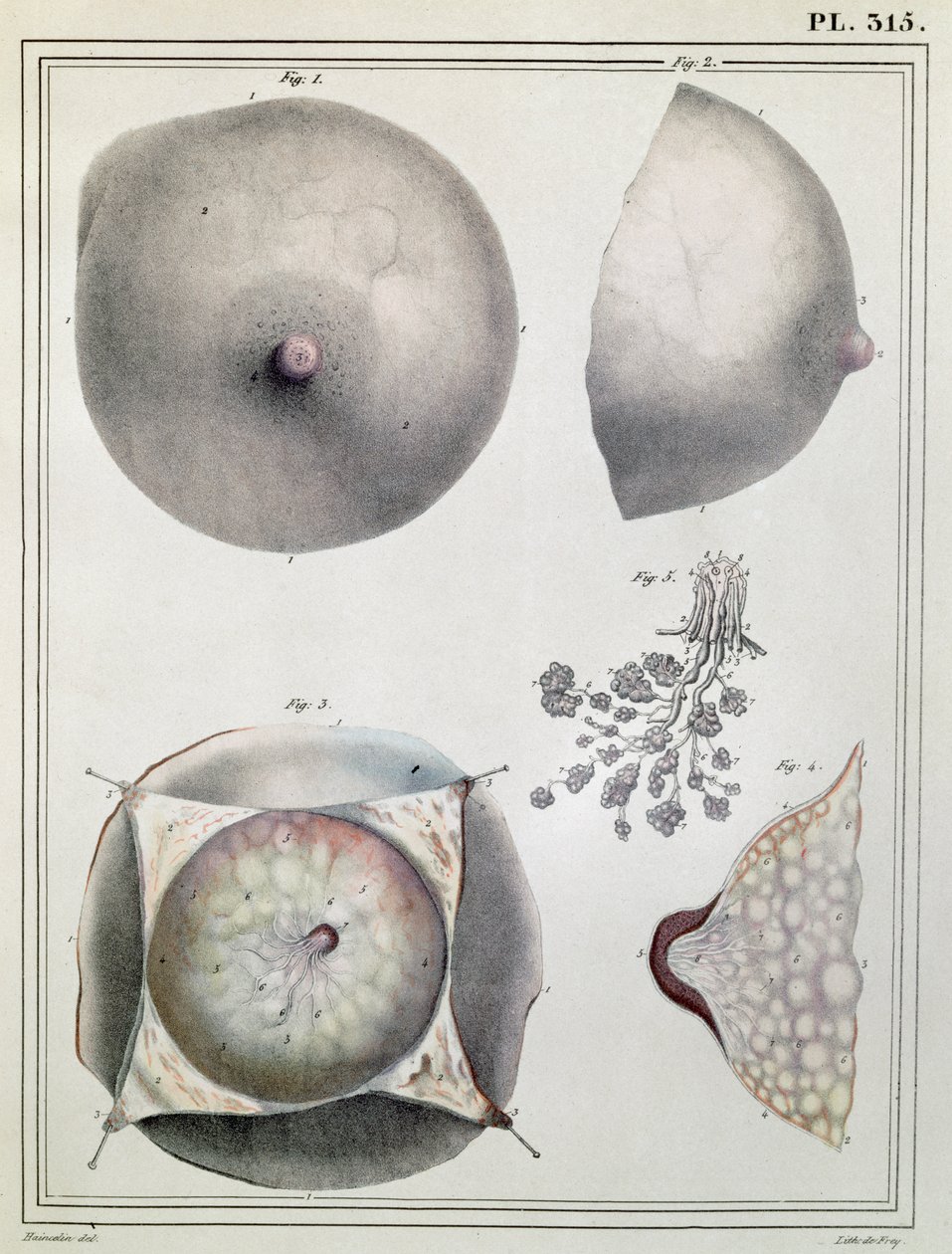1925年由G. de Frey雕刻的Jules Cloquet（1790-1883）的“Manuel d&39;Anatomie描述性军团Humain”中的乳房解剖 作者 海恩斯林