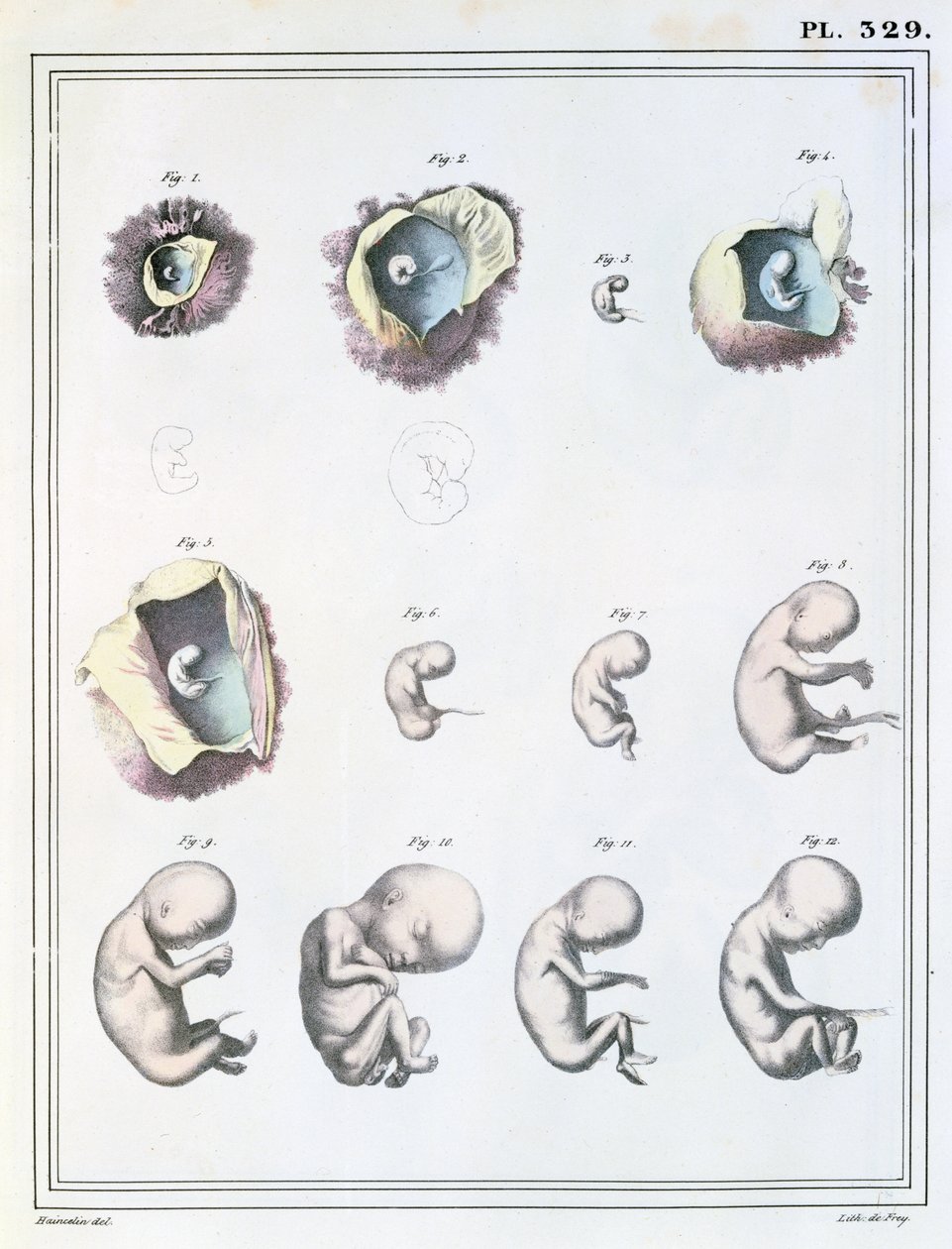 显示胚胎发育阶段的图表，来自Jules Cloquet的“Manuel d&39;Anatomie Descriptive du Corps Humain”（1790-1883），由de Frey刻，1825年 作者 海恩斯林