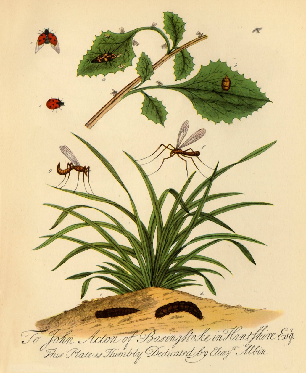 瓢虫和爸爸长腿：Coccinella and Tipula oleracea