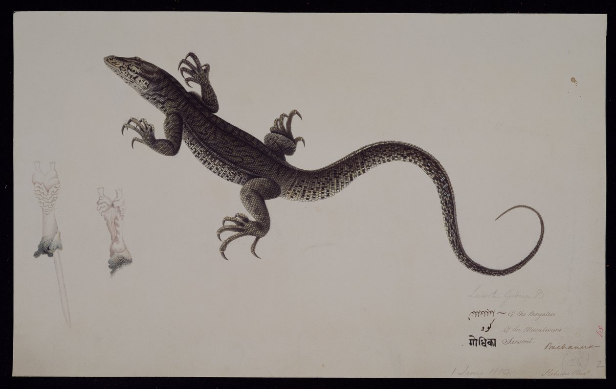 Lacerta Gudua "监视器，弗朗西斯-布坎南收藏，约 1804 年（纸上水彩和钢笔墨水） 作者 哈鲁达尔