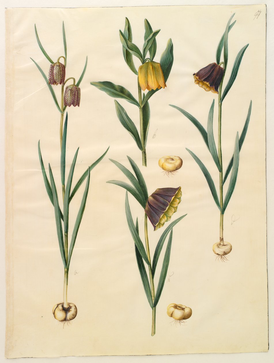 贝母（Fritillaria meleagris）; Fritullaria lutea eller Fritullaria latifolia var lutea;贝母pyrenaica 作者 汉斯-西蒙·霍尔茨贝克