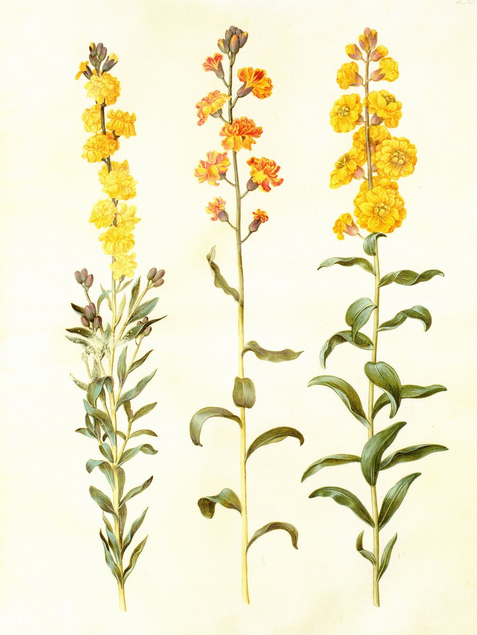 Cheiranthus cheirii，牛皮纸上的水粉，在：Gottorfer Codex 作者 汉斯-西蒙·霍尔茨贝克