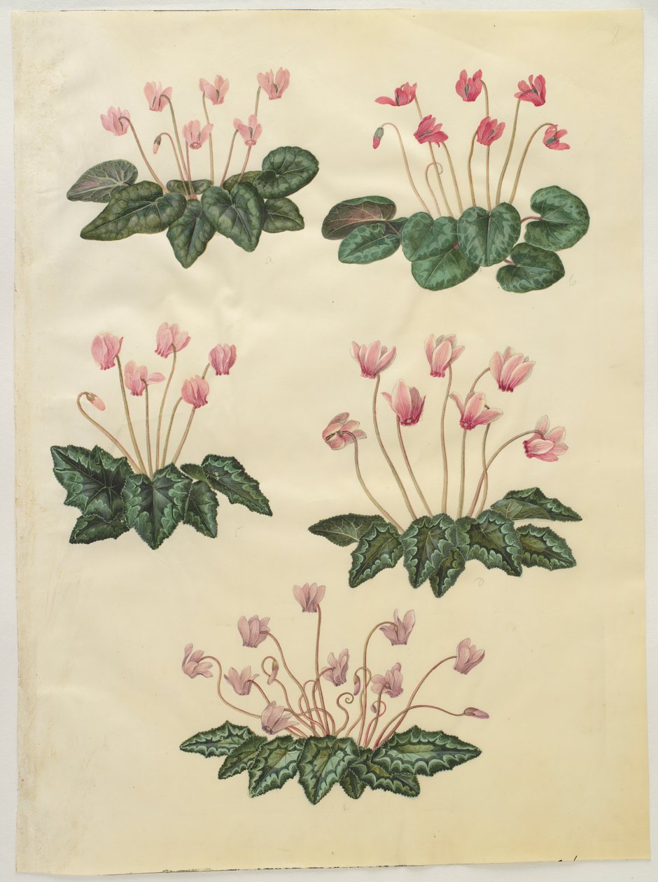 仙客来（Cyclamen purpurascens）;仙客来hederifolium 作者 汉斯-西蒙·霍尔茨贝克