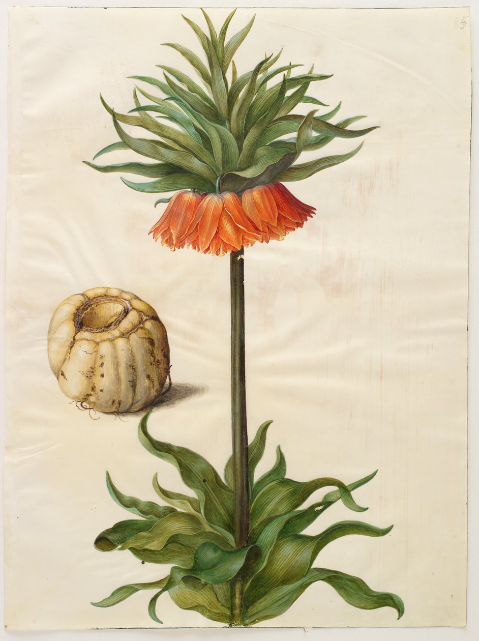 Fritilliaria imperialis 作者 汉斯-西蒙·霍尔茨贝克
