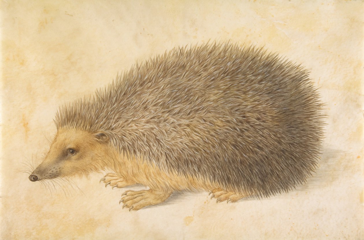一只刺猬Erinaceus roumanicus，1584年前。 作者 汉斯霍夫曼