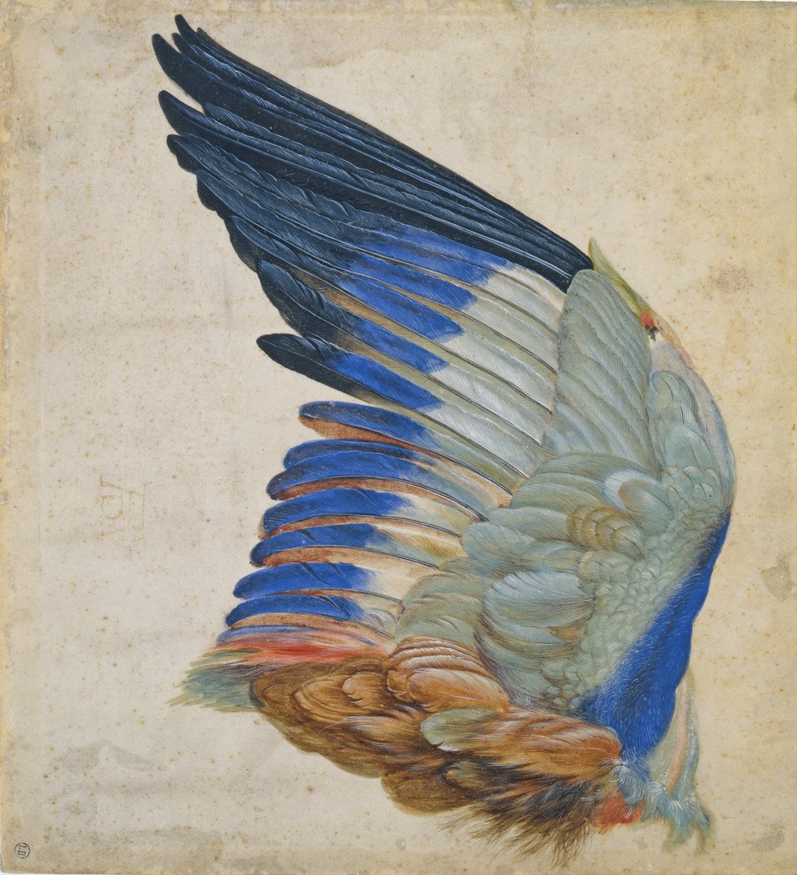 蓝色轮子的翼，由阿尔布雷希特Durer 1512年的原件的复制品 作者 汉斯霍夫曼
