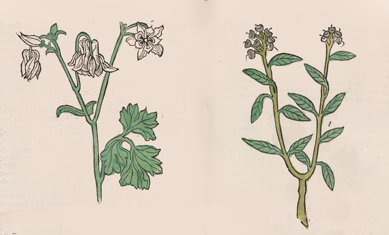 Herbarius - 健康花园 - Hortus sanitatis, 1485年。 作者 汉斯·舍恩斯佩格