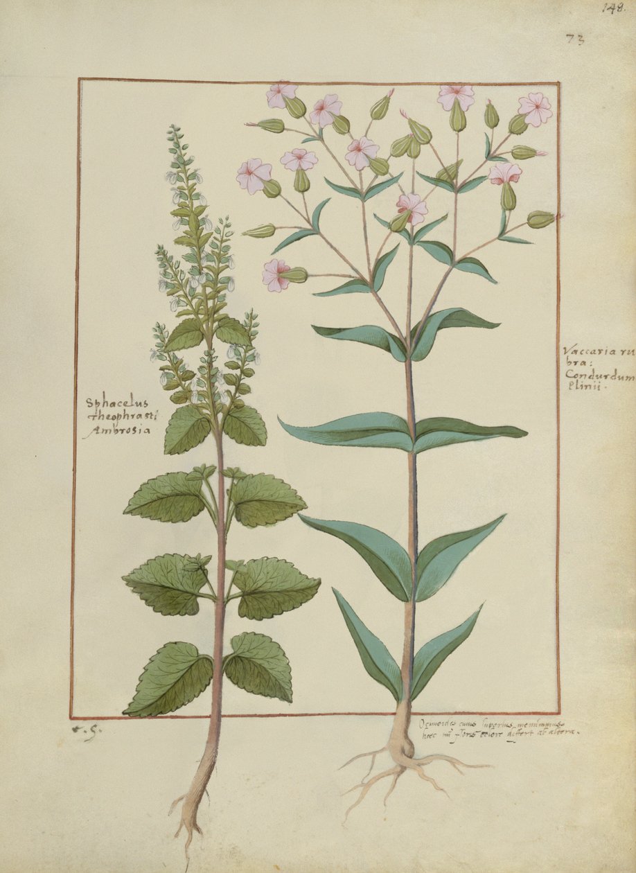 女士Fv VI＃1 fol.148r来自Mattheaus Platearius的简单药物之书（dc1161）c.1470 作者 汉斯镰刀腿镰刀腿