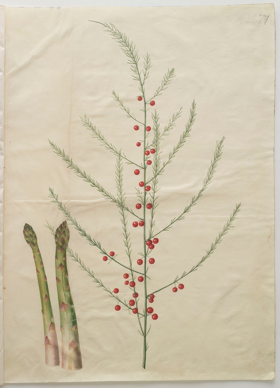 来自专辑Gottorfer Codex的芦笋，c.1650（羊皮纸上的水粉） 作者 汉斯·西蒙·霍尔茨贝彻