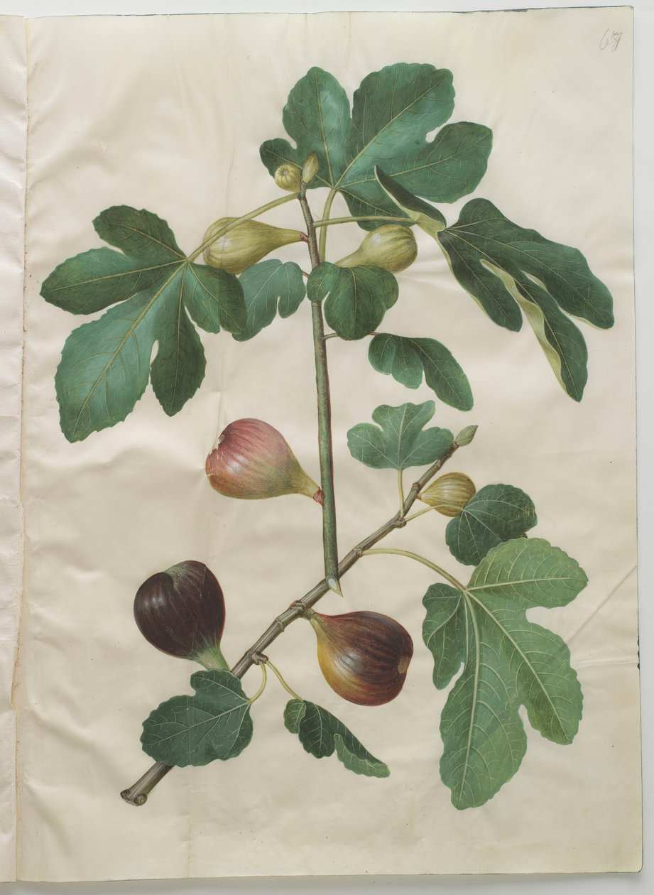 来自专辑Gottorfer Codex的Ficus carica，c.1650（羊皮纸上的水粉） 作者 汉斯·西蒙·霍尔茨贝彻