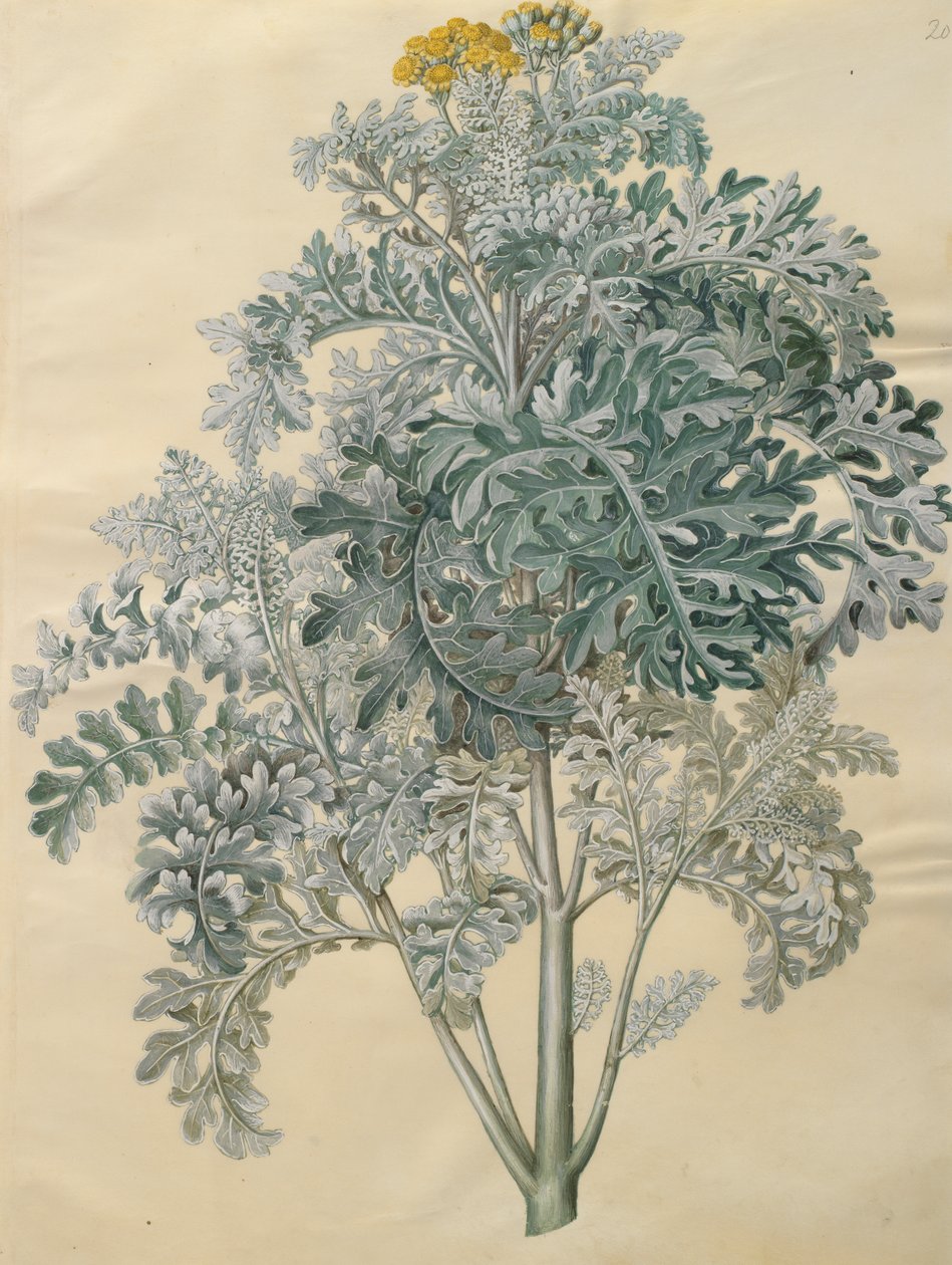 来自专辑Gottorfer Codex的Jacobaea maritima，c.1650（羊皮纸上的水粉） 作者 汉斯·西蒙·霍尔茨贝彻