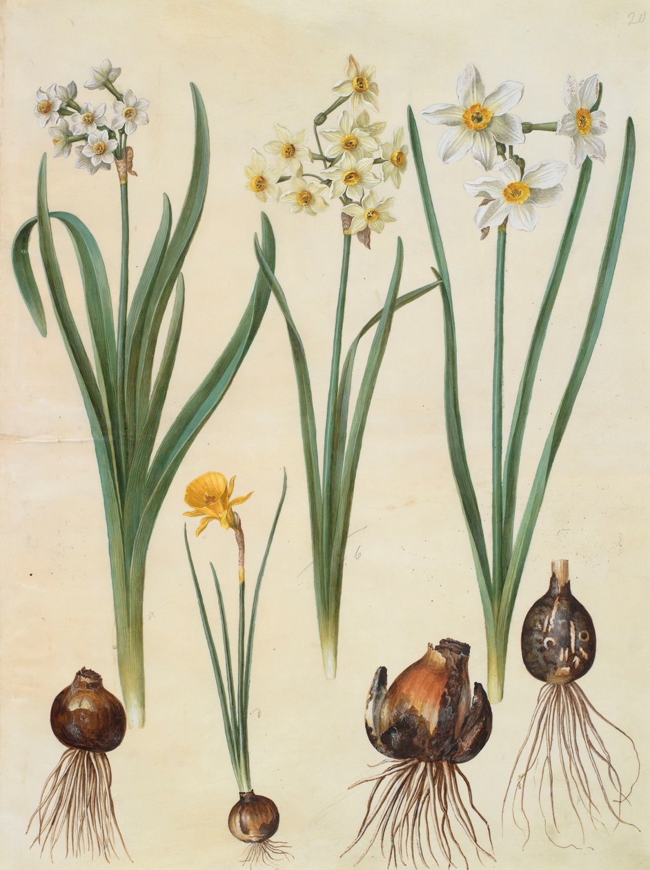 Narcissus tazetta，narcissus orientalis和corbularia bulbocodium来自专辑Gottorfer Codex，c.1650（羊皮纸上的水粉） 作者 汉斯·西蒙·霍尔茨贝彻