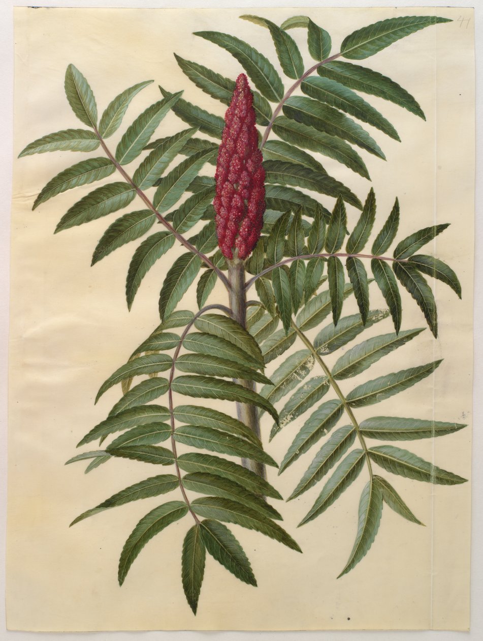 来自专辑Gottorfer Codex的Rhus typhina，c.1650（羊皮纸上的水粉） 作者 汉斯·西蒙·霍尔茨贝彻