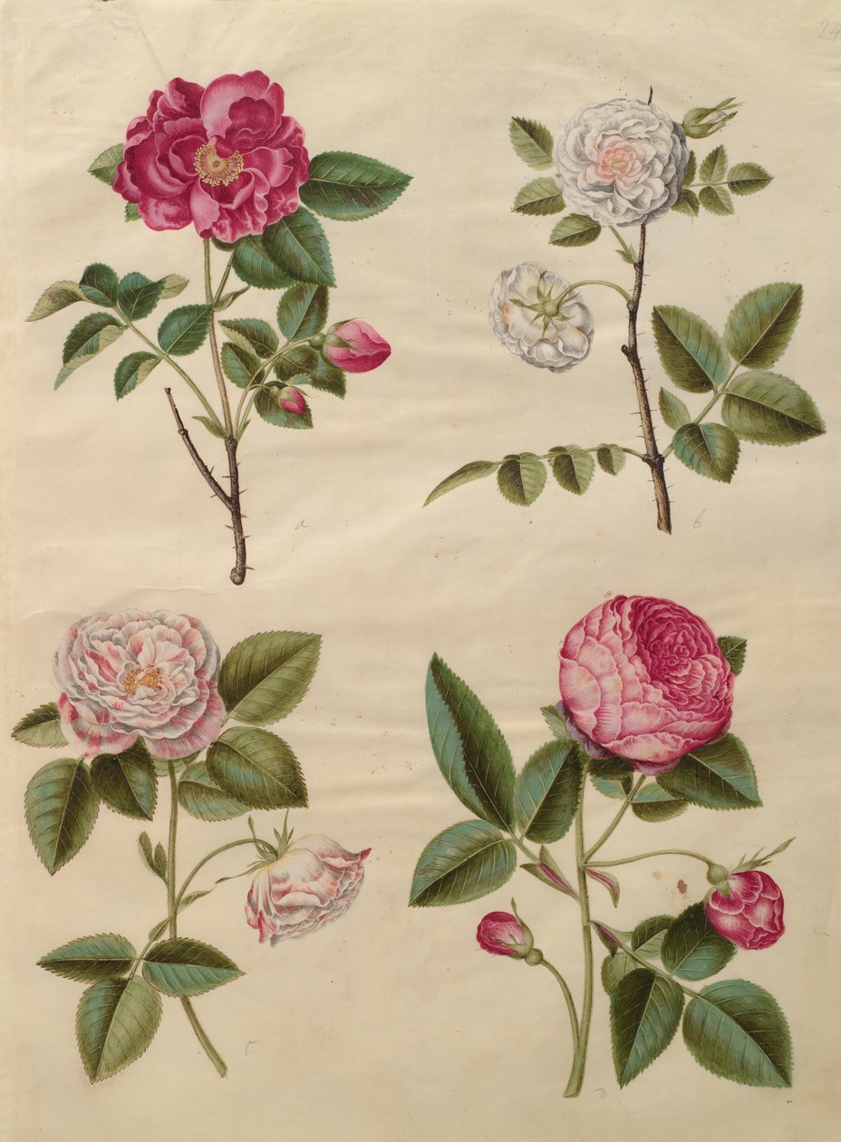 来自专辑Gottorfer Codex的Rosa gallica，c.1650（羊皮纸上的水粉） 作者 汉斯·西蒙·霍尔茨贝彻