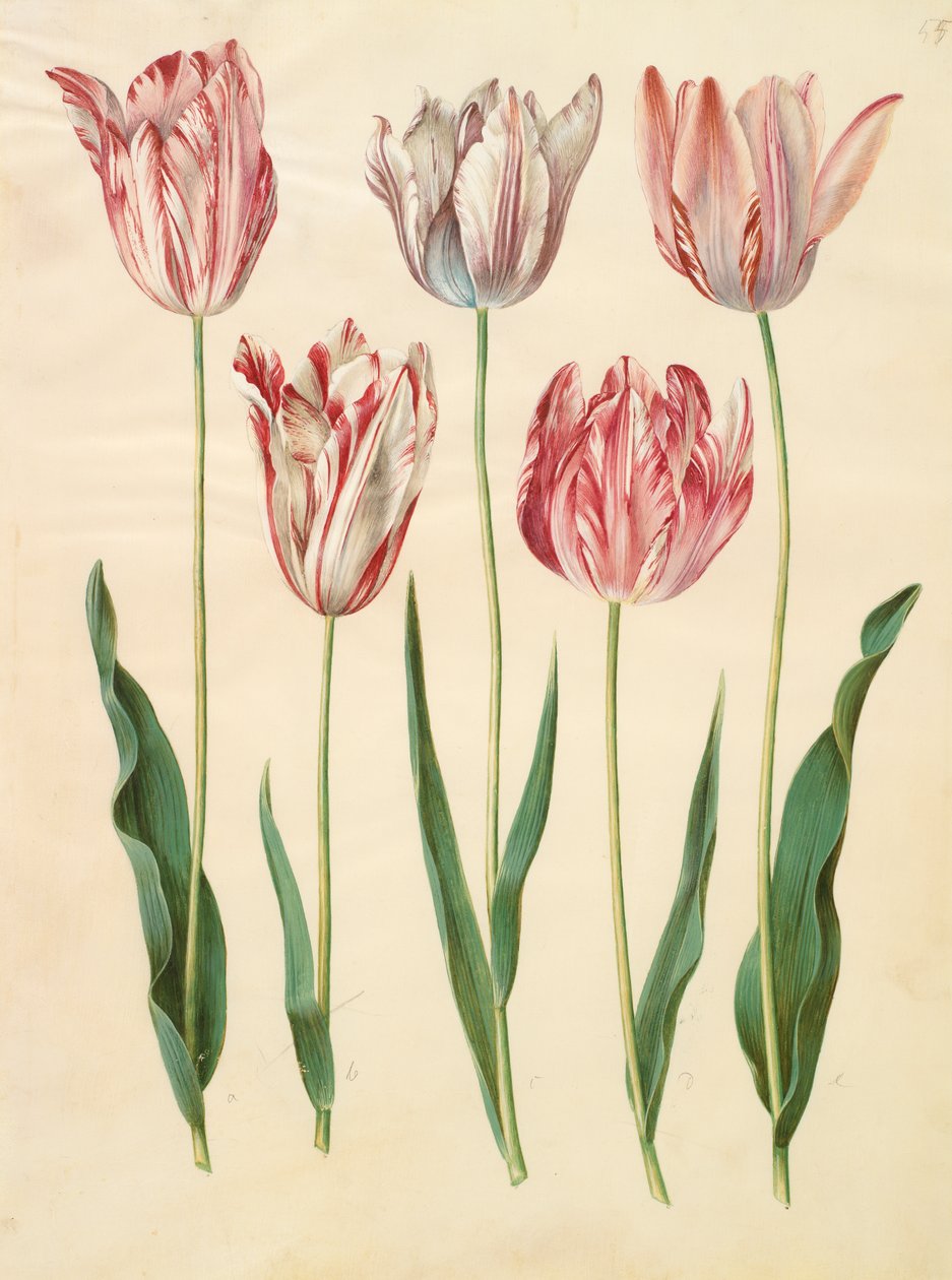 专辑“Gottorfer Codex”中的Tulipa gesneriana，c.1650（羊皮纸上的水粉） 作者 汉斯·西蒙·霍尔茨贝彻
