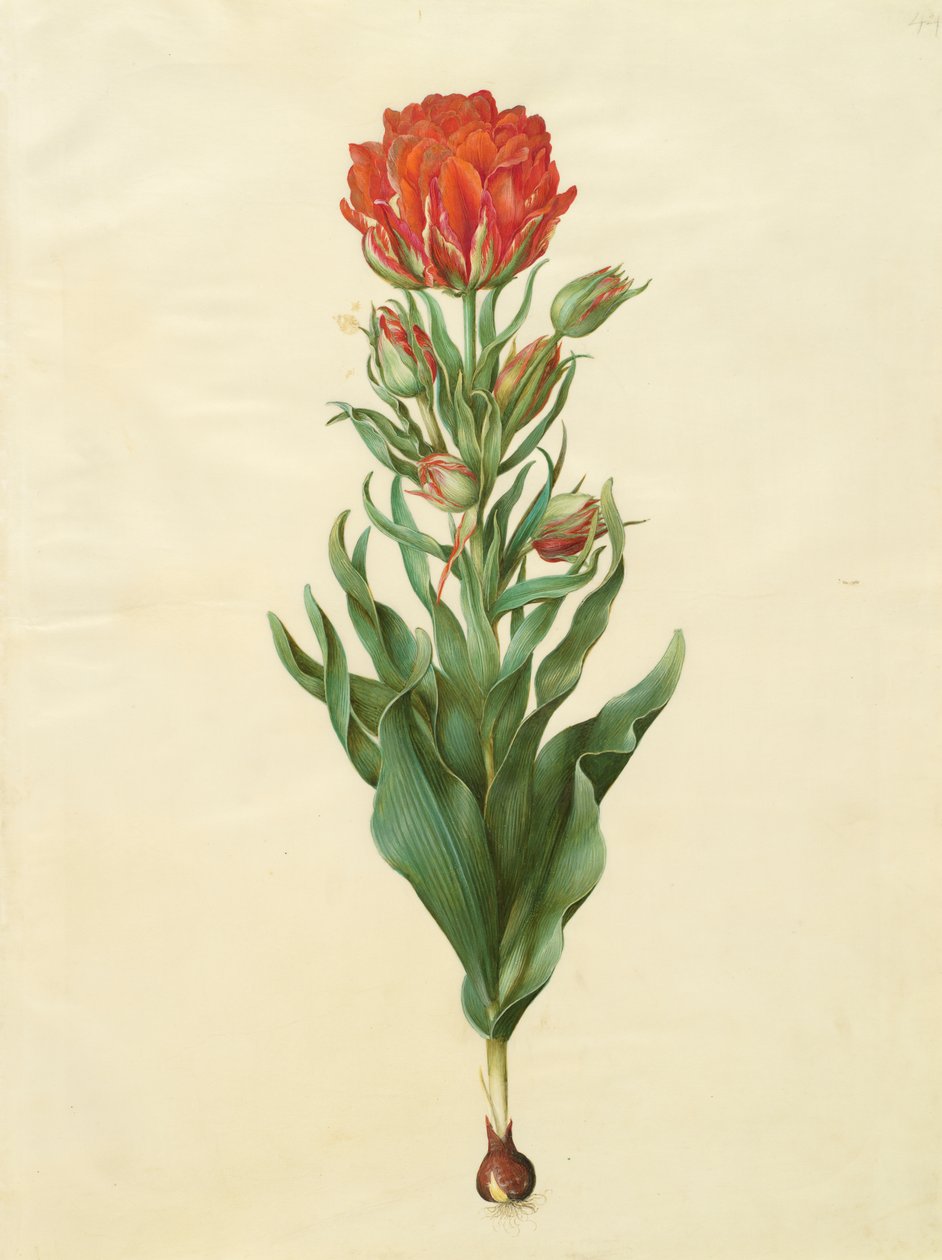 专辑“Gottorfer Codex”中的Tulipa gesneriana，c.1650（羊皮纸上的水粉） 作者 汉斯·西蒙·霍尔茨贝彻