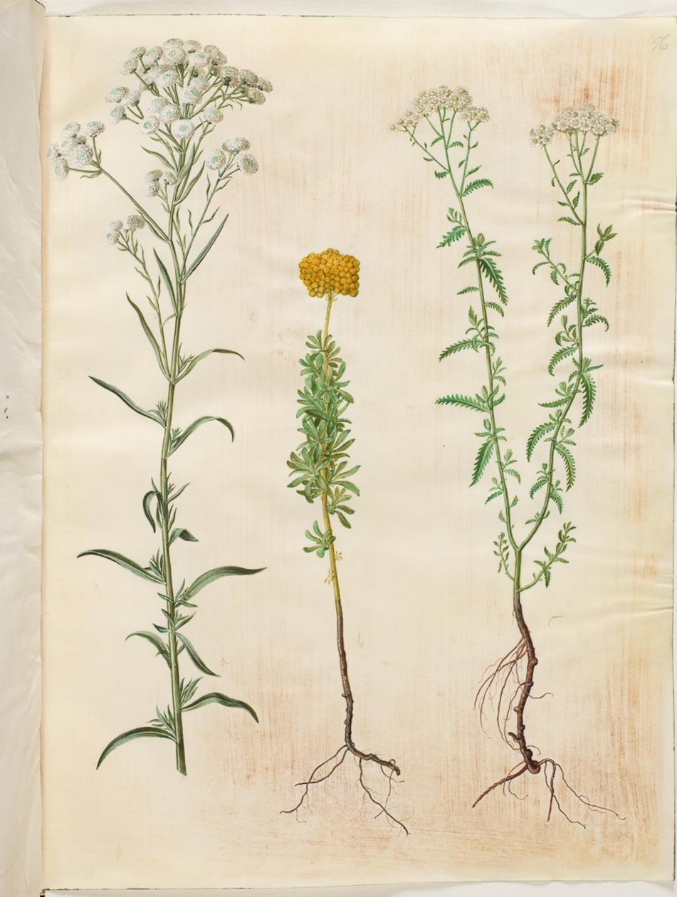 银钮蓍草（Achillea ptarmica）；苦蓍草（Achillea ageratum）；普通蓍草（Achillea millefolium）。 作者 汉斯-西蒙·霍尔茨贝克