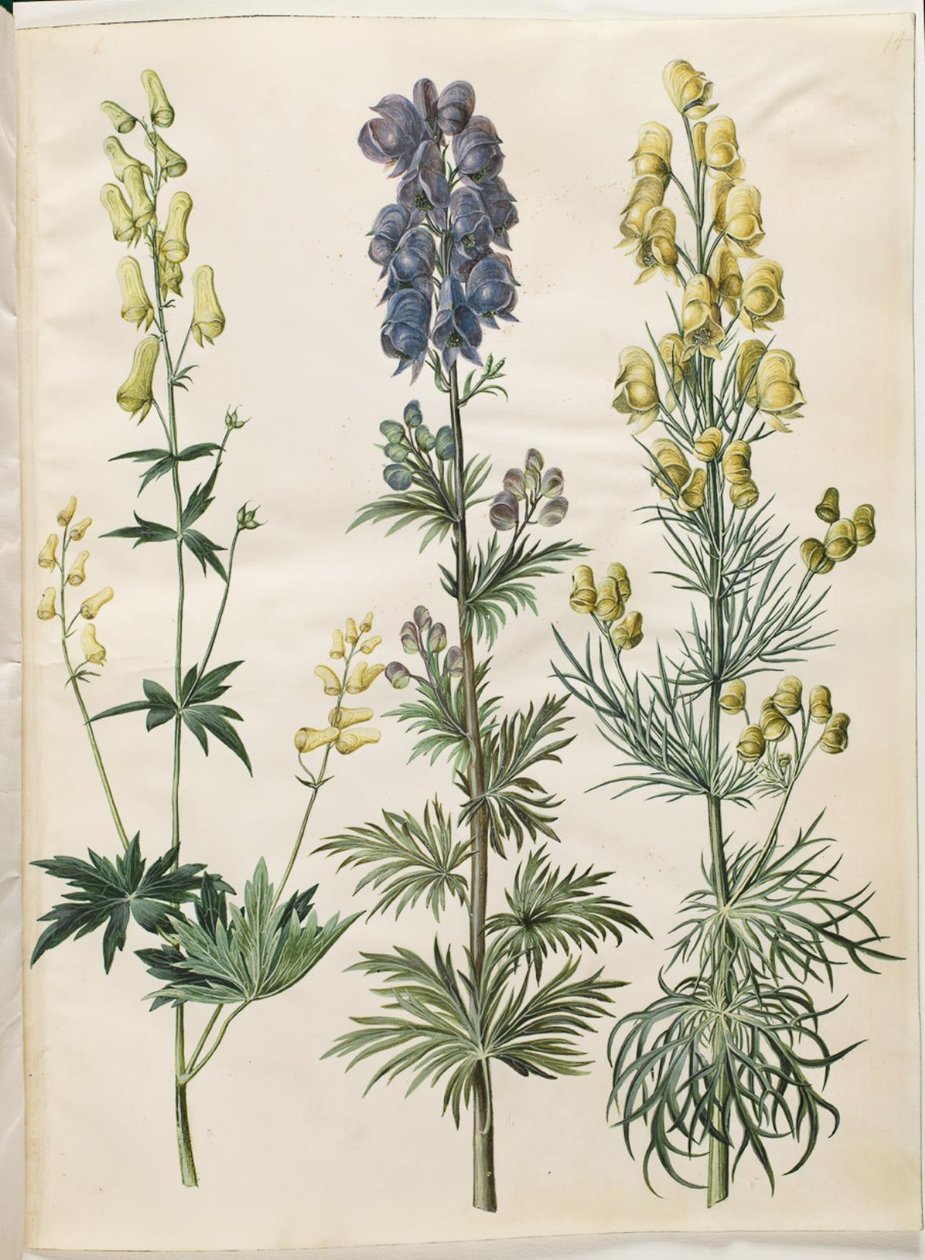 Aconitum lycoctonum（北欧狼毒）；Aconitum napellus（真狼毒）；Aconitum anthora（细叶狼毒） 作者 汉斯-西蒙·霍尔茨贝克