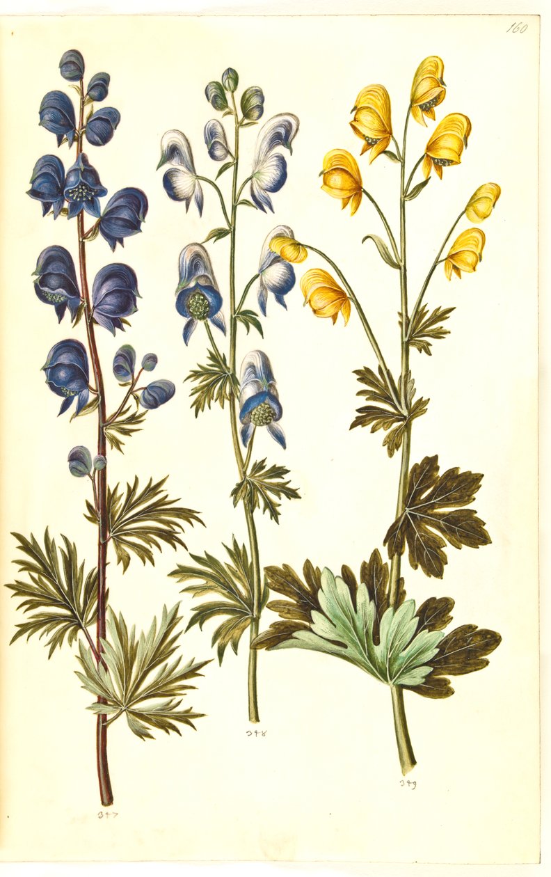 Aconitum napellus（？）（真狼尾草）；Aconitum variegatum，可能是 Aconitum ×cammarum（？）（变色狼尾草，可能是花园狼尾草）；Aconitum anthora（细叶狼尾草） 作者 汉斯-西蒙·霍尔茨贝克