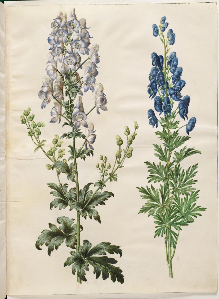 Aconitum variegatum (variegated wolfsbane); Aconitum napellus (true wolfsbane) 作者 汉斯-西蒙·霍尔茨贝克