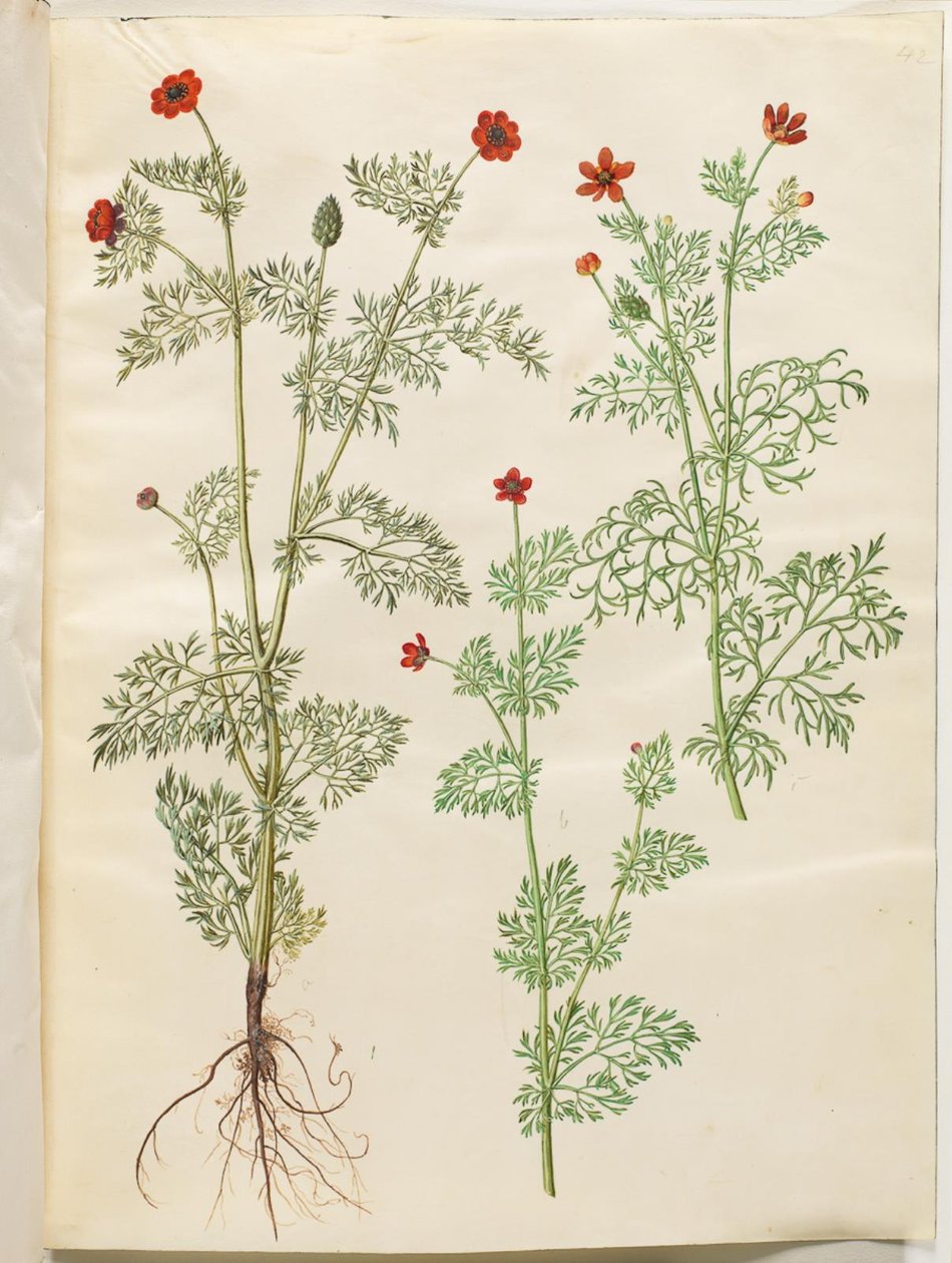 Adonis annua（秋金鱼）；Adonis aestivalis（夏金鱼） 作者 汉斯-西蒙·霍尔茨贝克