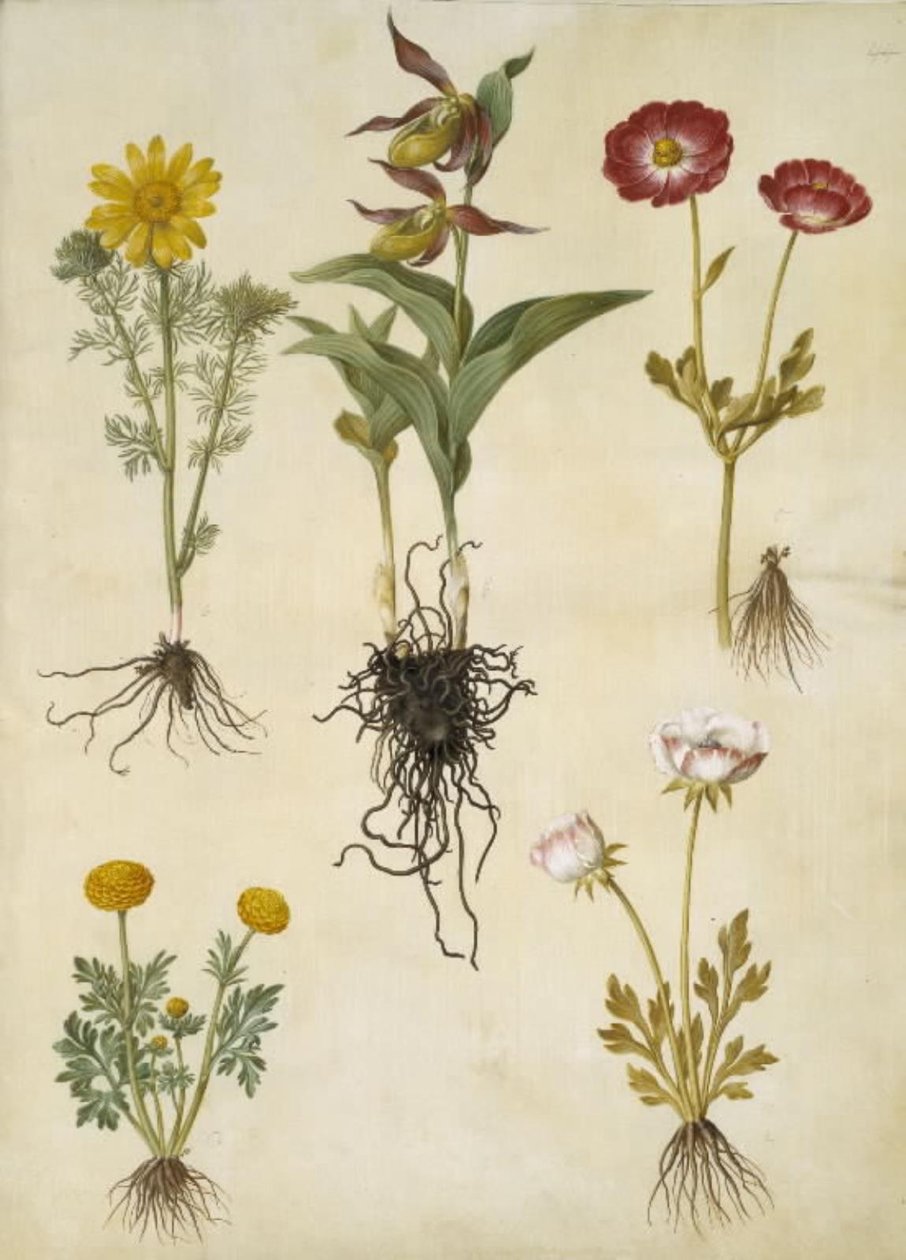 Adonis vernalis (vår-adonis); Cypripedium calceolus (stor fruesko); Ranunculus asiaticus (have-ranunkel); Ranunculus (art af ranunkel) 作者 汉斯-西蒙·霍尔茨贝克