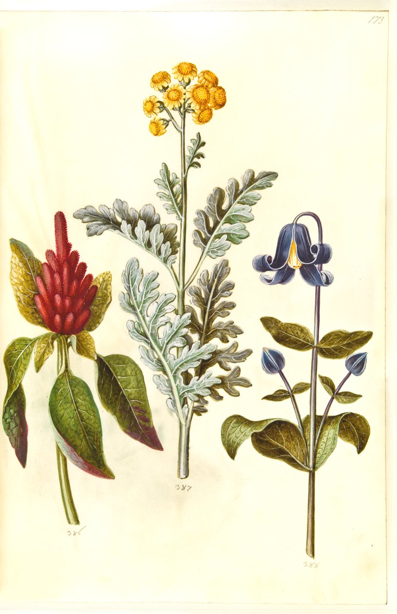 Amaranthus cruentus（红苋）；Jacobaea maritima（灰叶）；Clematis integrifolia（蓝色多年生铁线莲） 作者 汉斯-西蒙·霍尔茨贝克
