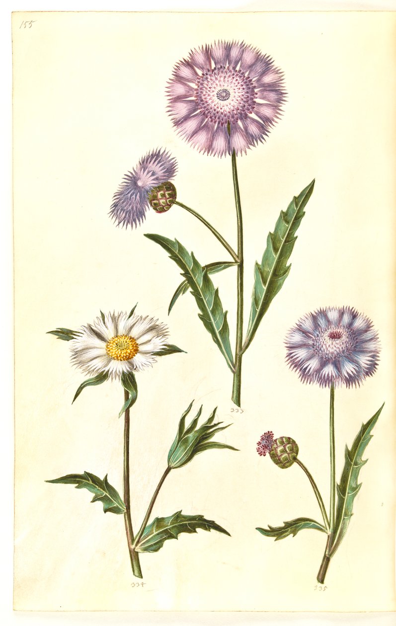 Amberboa moschata (duft-sultan) 作者 汉斯-西蒙·霍尔茨贝克