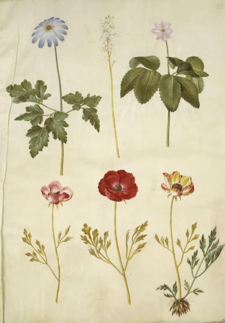 亚平宁海葵；Tiarella cordifolia（普通泡沫花）；Anemone trifolia（三重海葵）；Ranunculus asiaticus（花园毛茛 作者 汉斯-西蒙·霍尔茨贝克
