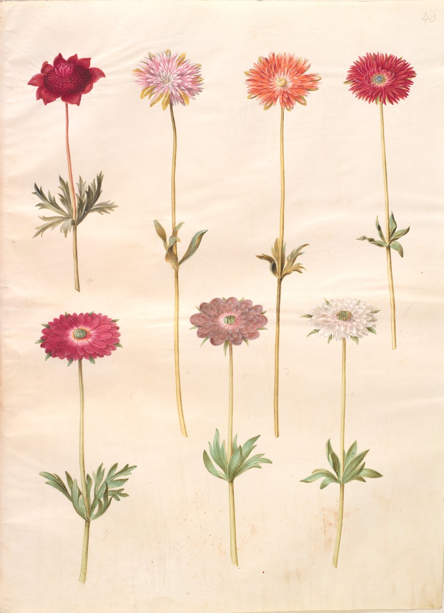 Anemone coronaria (French anemone); Anemone ×fulgens (shining anemone) 作者 汉斯-西蒙·霍尔茨贝克