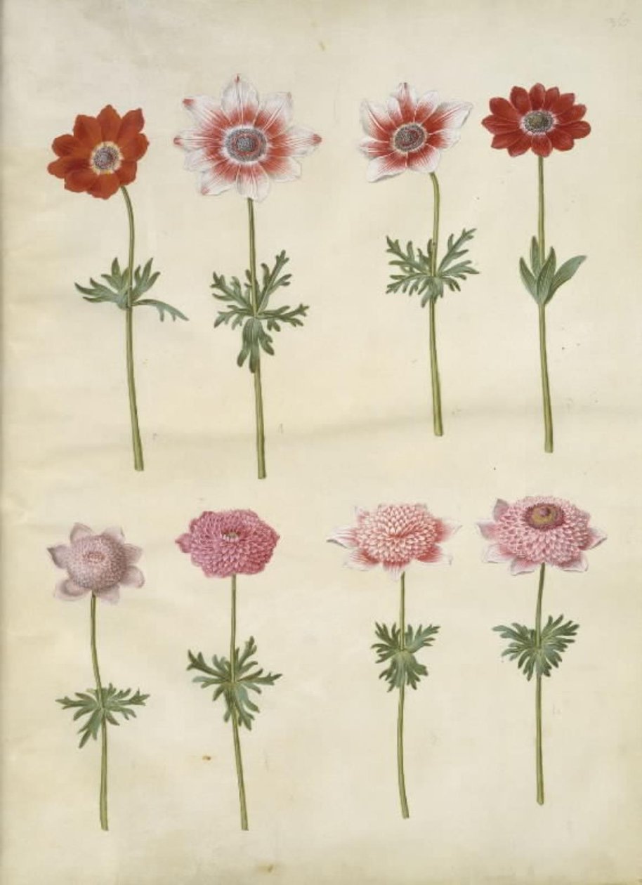 Anemone coronaria L.（法国海葵）；Anemone pavonina（孔雀海葵） 作者 汉斯-西蒙·霍尔茨贝克