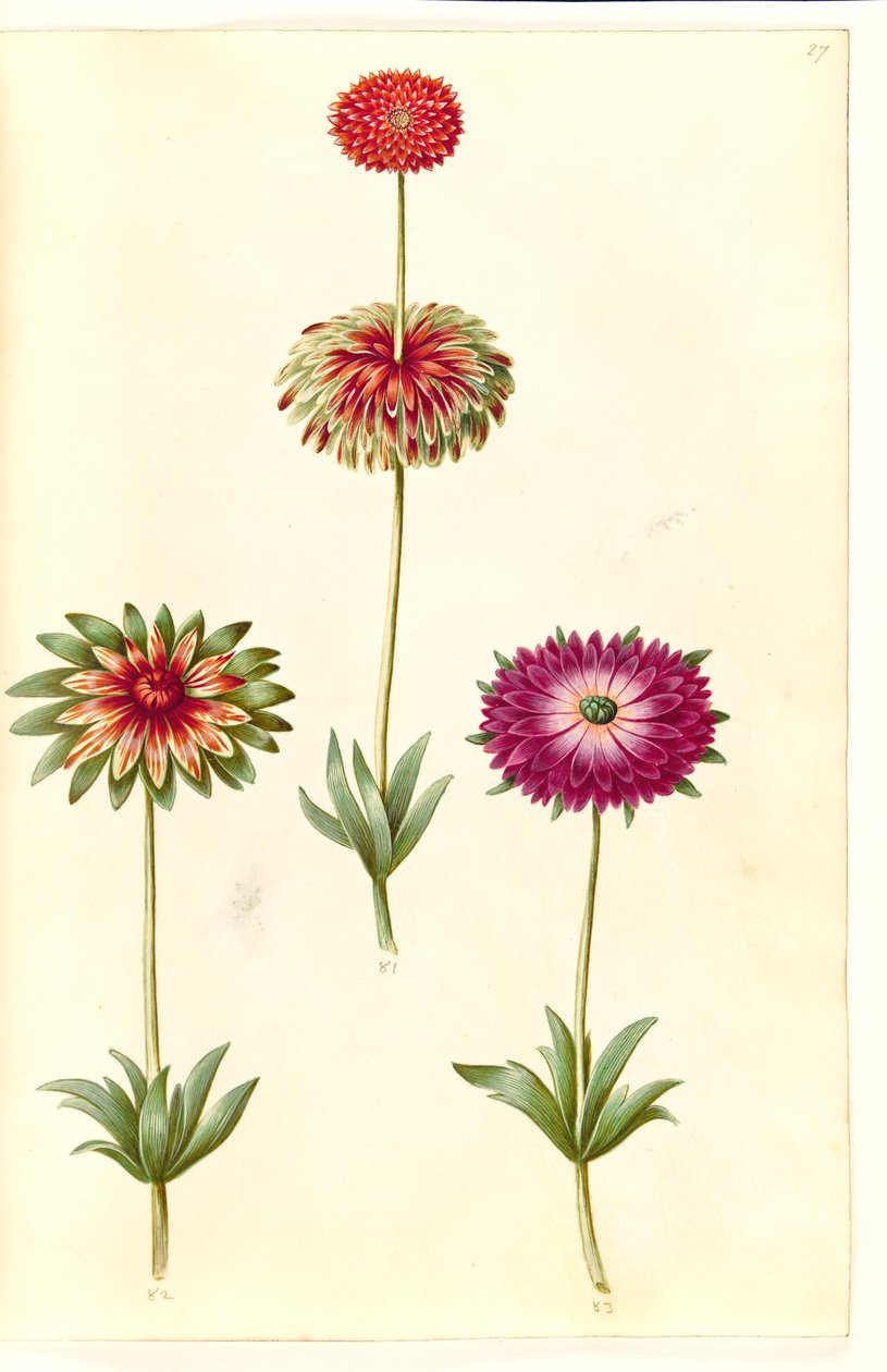 Anemone ×fulgens （闪亮海葵） 作者 汉斯-西蒙·霍尔茨贝克