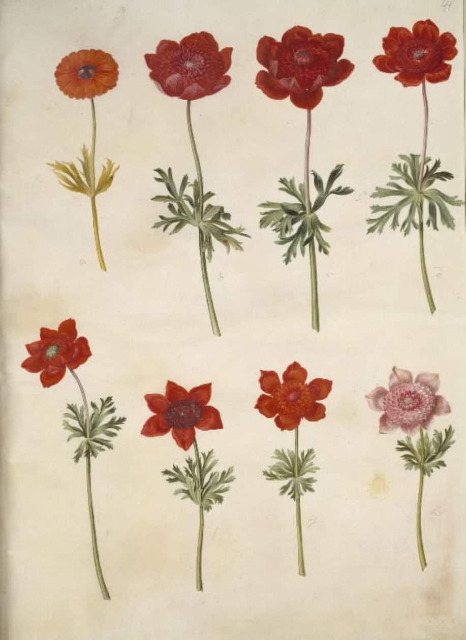 Anemone ×fulgens (shining anemone); Anemone coronaria (French anemone) 作者 汉斯-西蒙·霍尔茨贝克