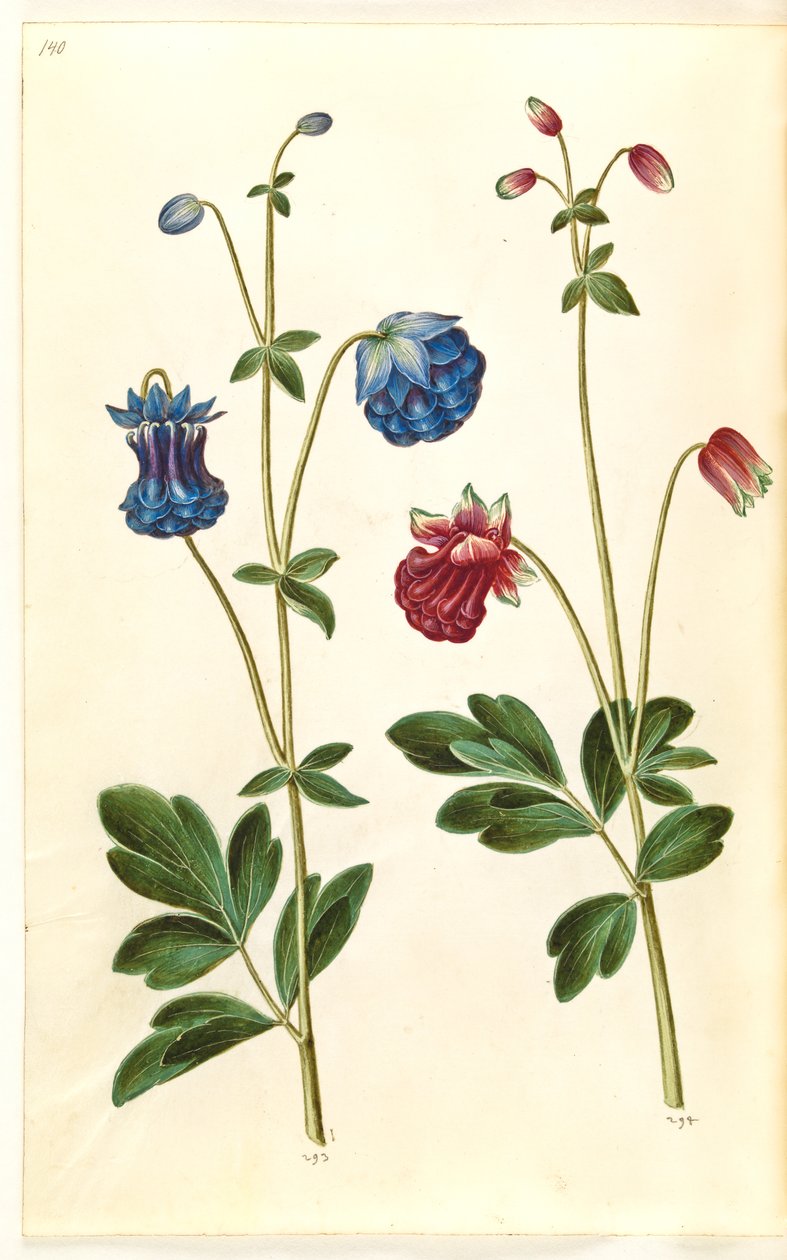 耧斗菜 作者 汉斯-西蒙·霍尔茨贝克