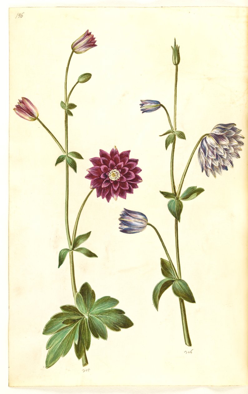 耧斗菜 作者 汉斯-西蒙·霍尔茨贝克