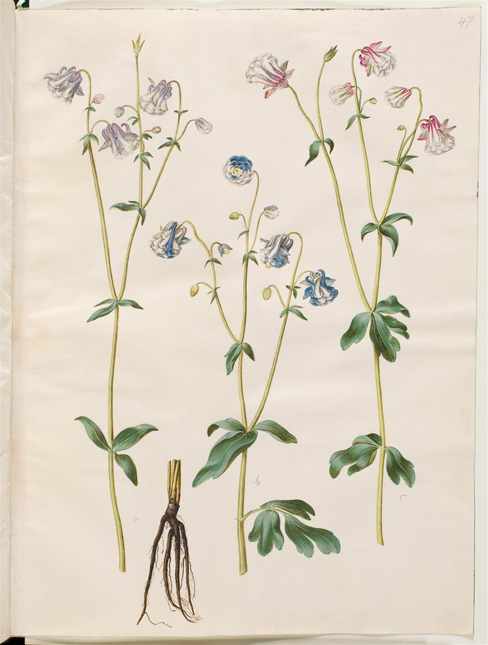 耧斗菜 作者 汉斯-西蒙·霍尔茨贝克