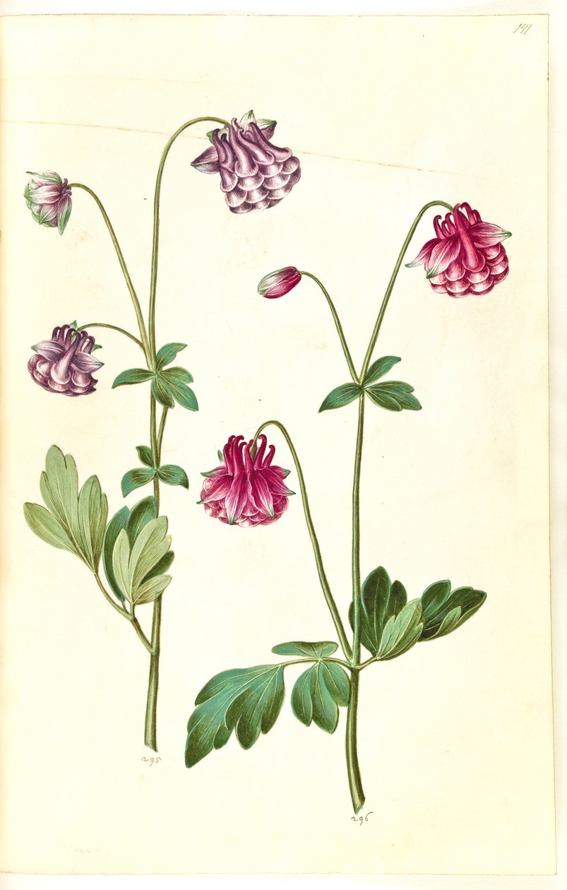 耧斗菜 作者 汉斯-西蒙·霍尔茨贝克
