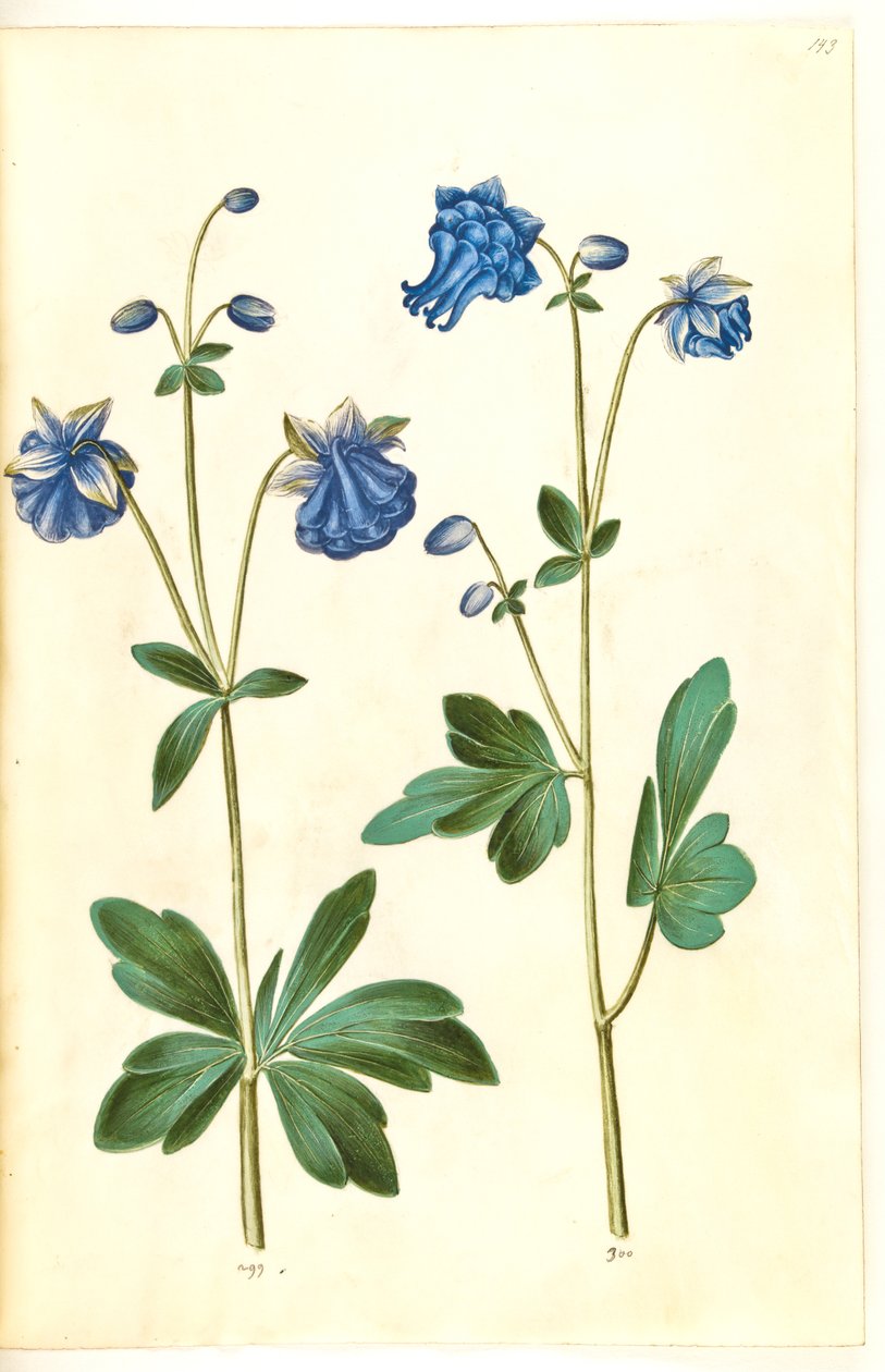 耧斗菜 作者 汉斯-西蒙·霍尔茨贝克
