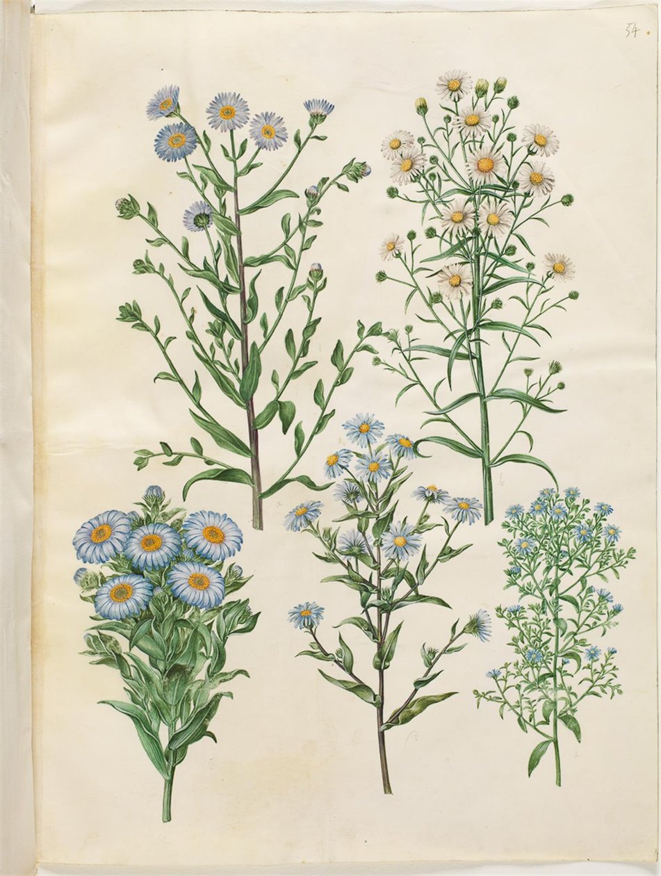 Aster amellus（维吉尔翠菊）；Symphyotrichum novi-belgii（新比利时翠菊）；Symphyotrichum novae-angliae（新英国翠菊）；Symphyotrichum dumosum（垫子翠菊）；Symphyotrichum ericoides（石楠翠菊） 作者 汉斯-西蒙·霍尔茨贝克