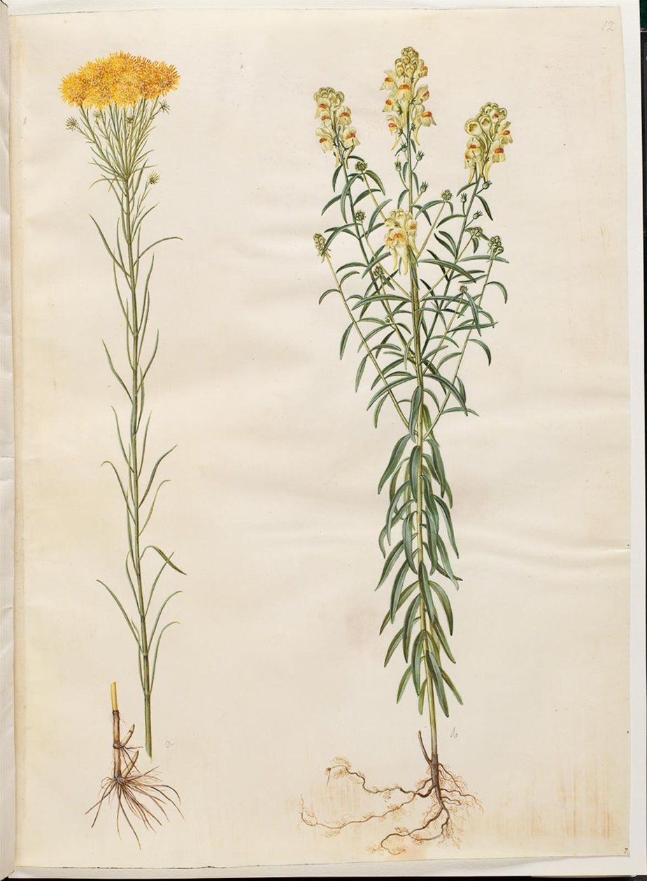 Aster linosyris（金毛翠菊）；Linaria vulgaris（普通鳕鱼嘴） 作者 汉斯-西蒙·霍尔茨贝克