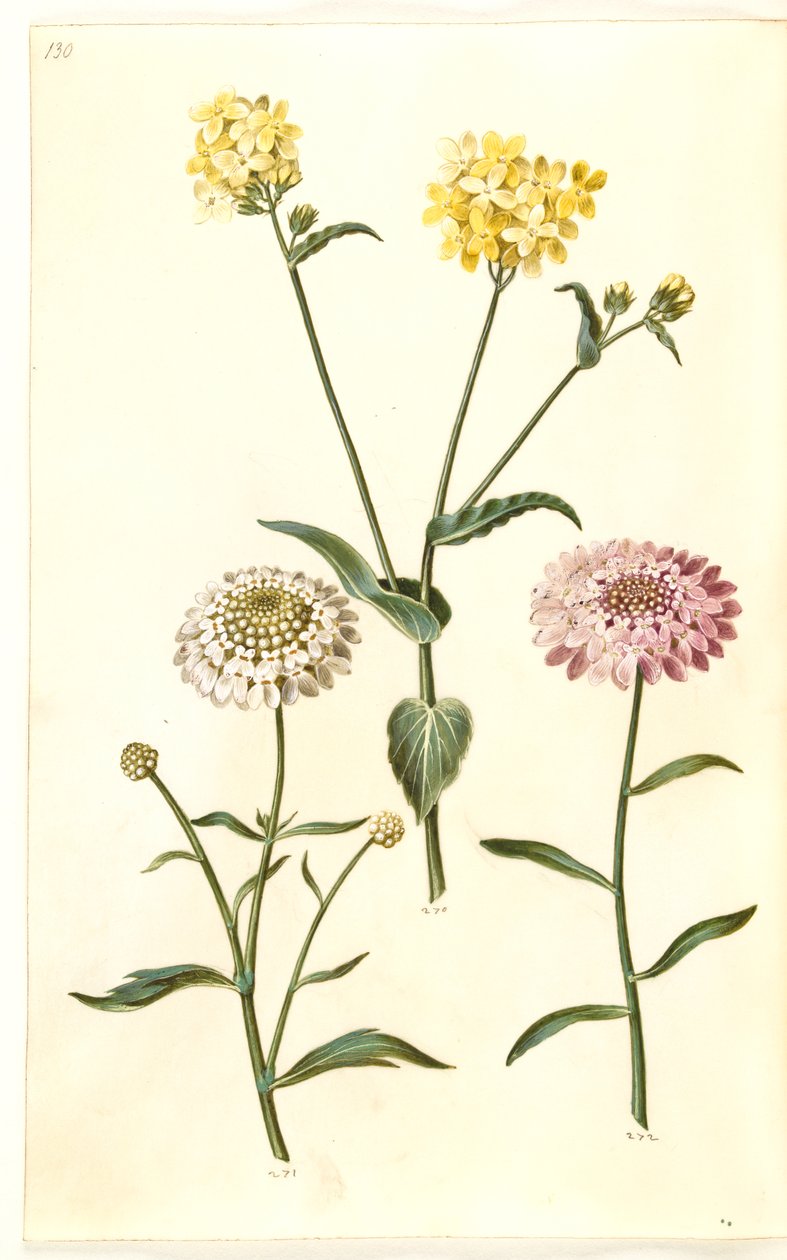 芸薹属（油菜）；苦菜（Iberis amara） 作者 汉斯-西蒙·霍尔茨贝克